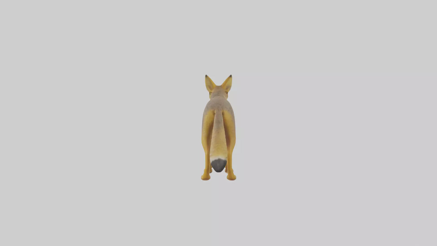 3D model Golden Jackal standing model VR / AR / low-poly
