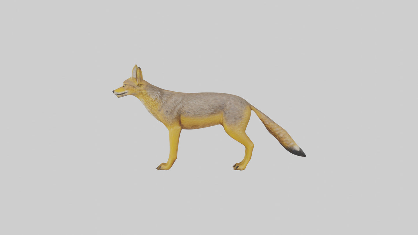 3D model Golden Jackal standing model VR / AR / low-poly