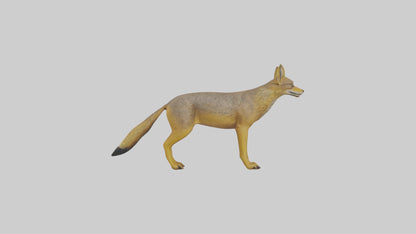 3D model Golden Jackal standing model VR / AR / low-poly