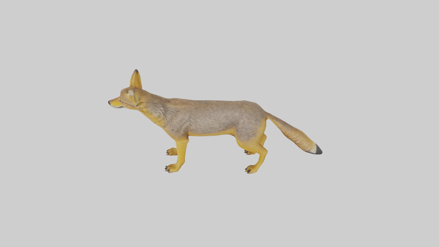 3D model Golden Jackal standing model VR / AR / low-poly