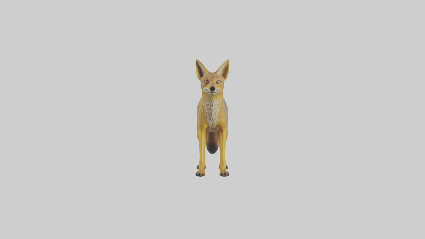 3D model Golden Jackal standing model VR / AR / low-poly