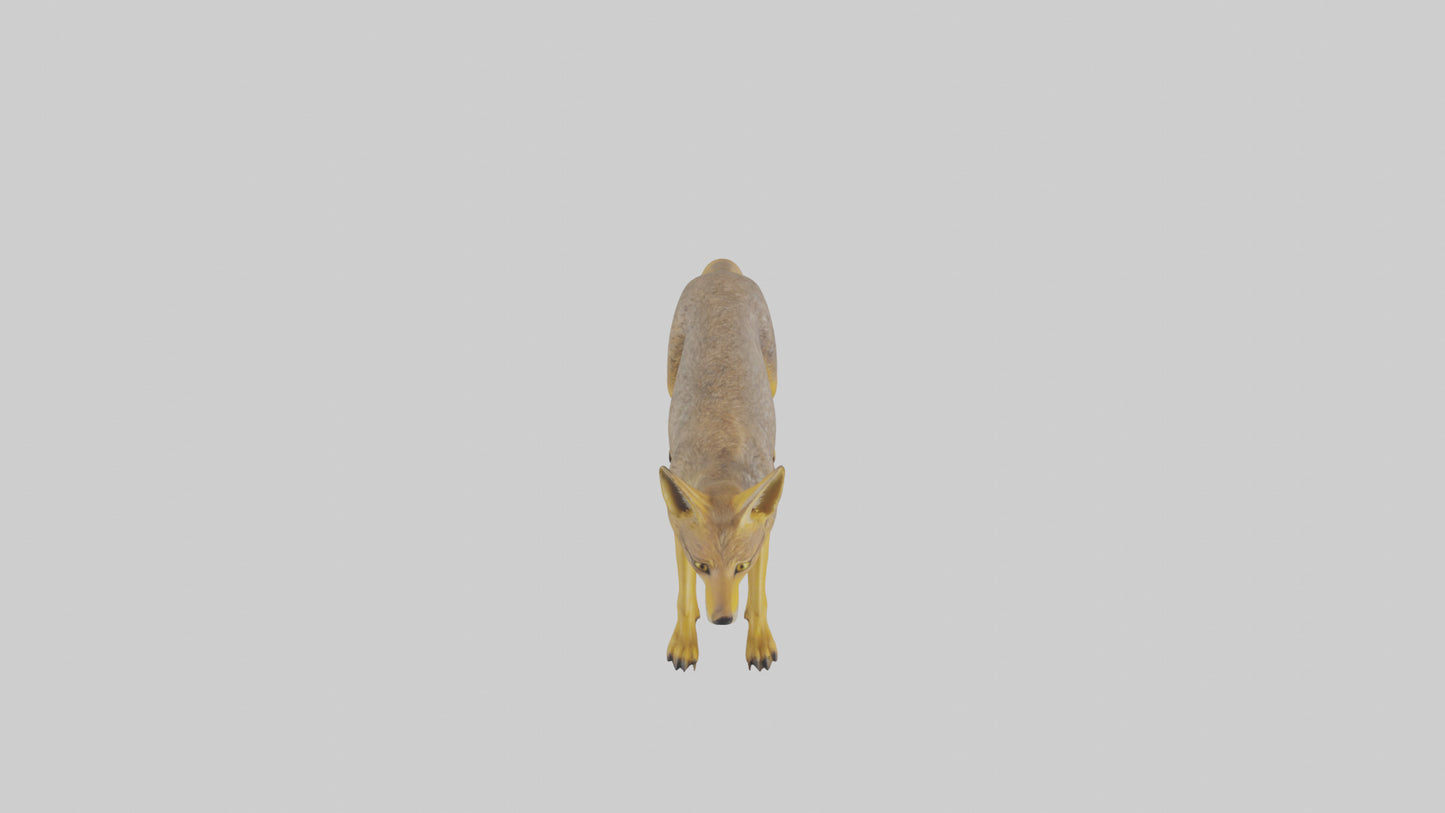 3D model Golden Jackal standing model VR / AR / low-poly