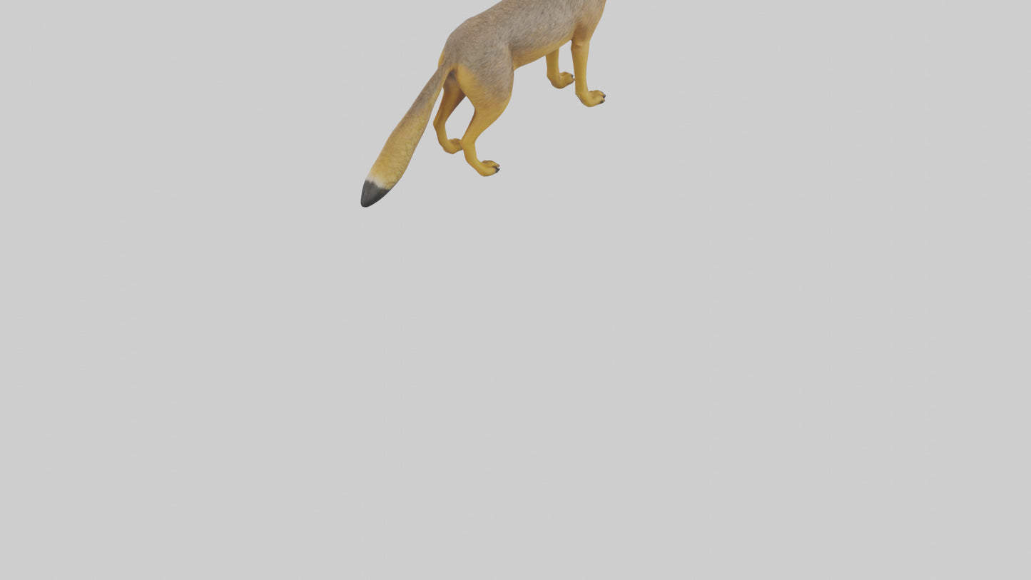 3D model Golden Jackal standing model VR / AR / low-poly