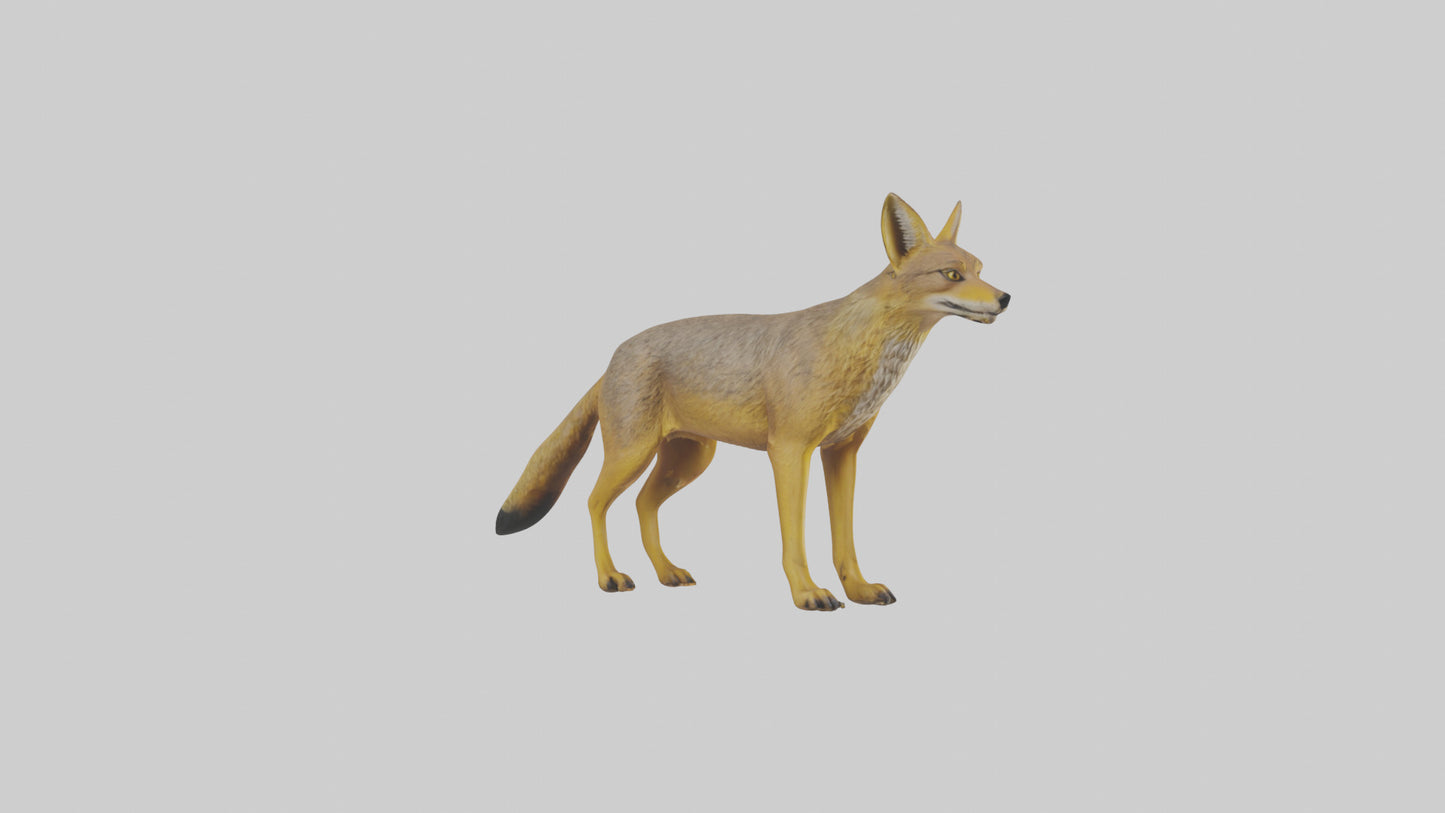 3D model Golden Jackal standing model VR / AR / low-poly