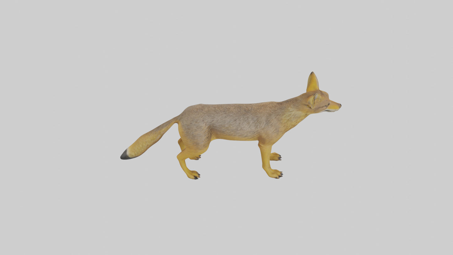3D model Golden Jackal standing model VR / AR / low-poly