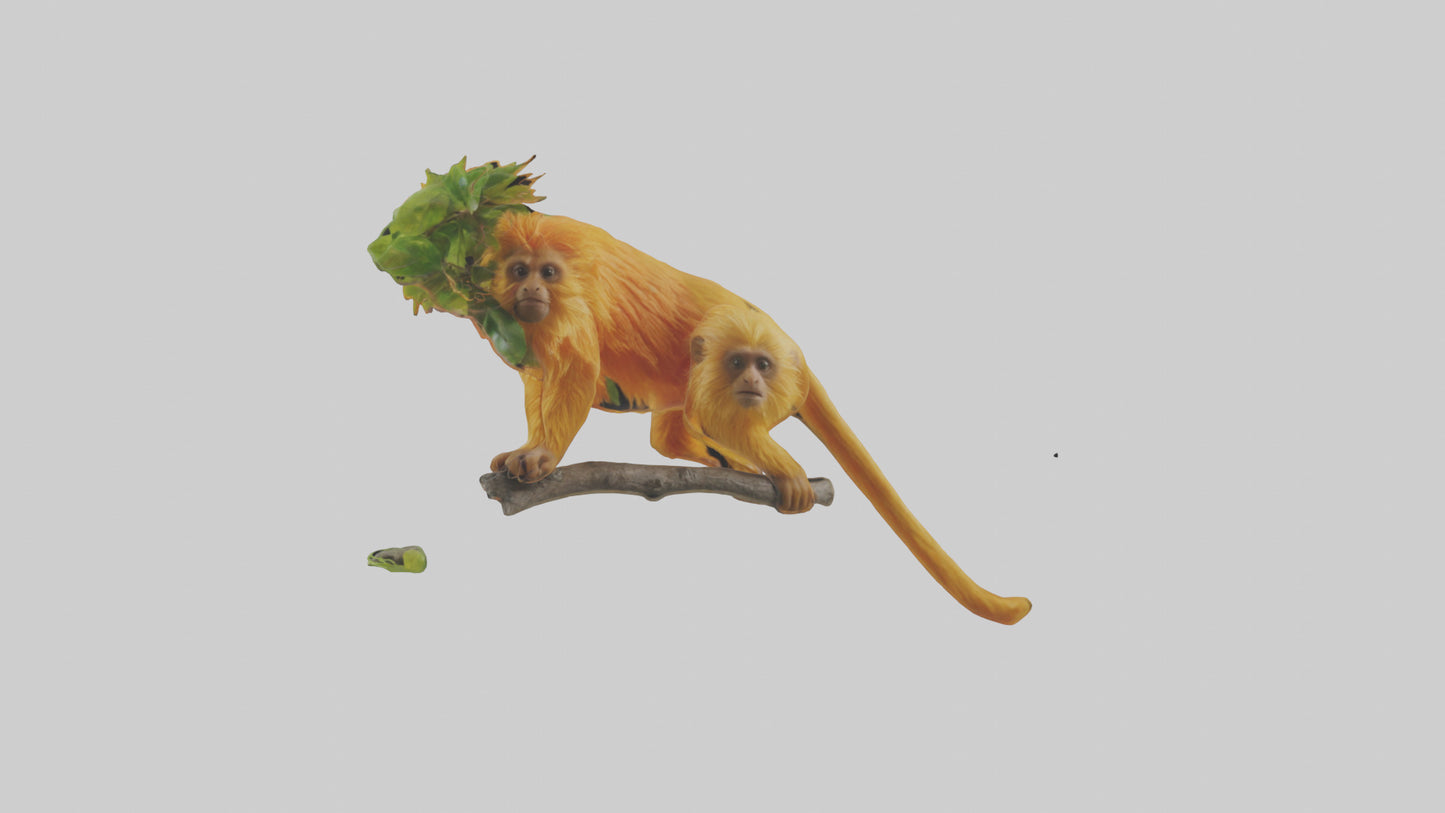 3D model Golden Lion Tamarin holding branch model VR / AR / low-poly