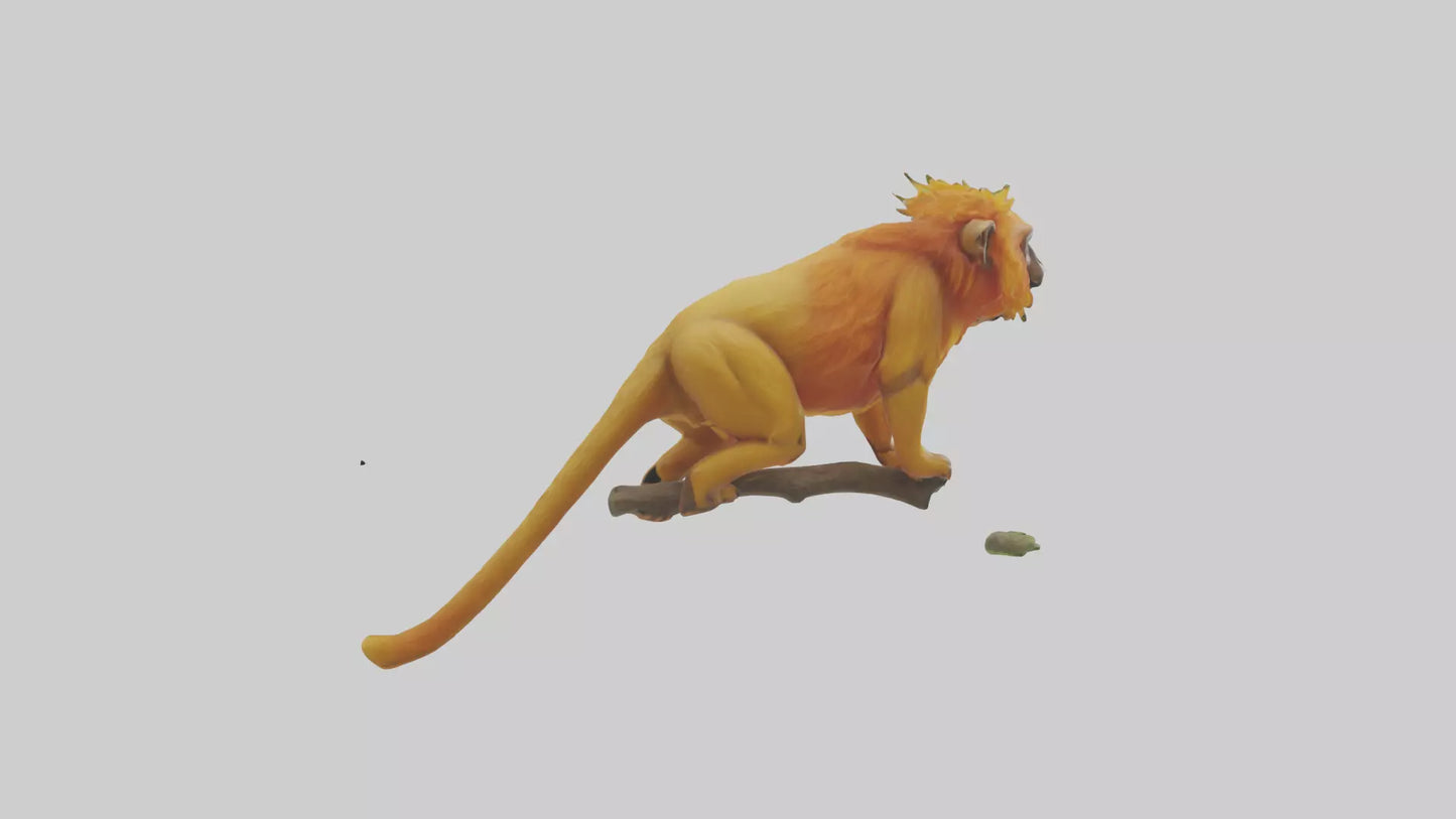3D model Golden Lion Tamarin holding branch model VR / AR / low-poly