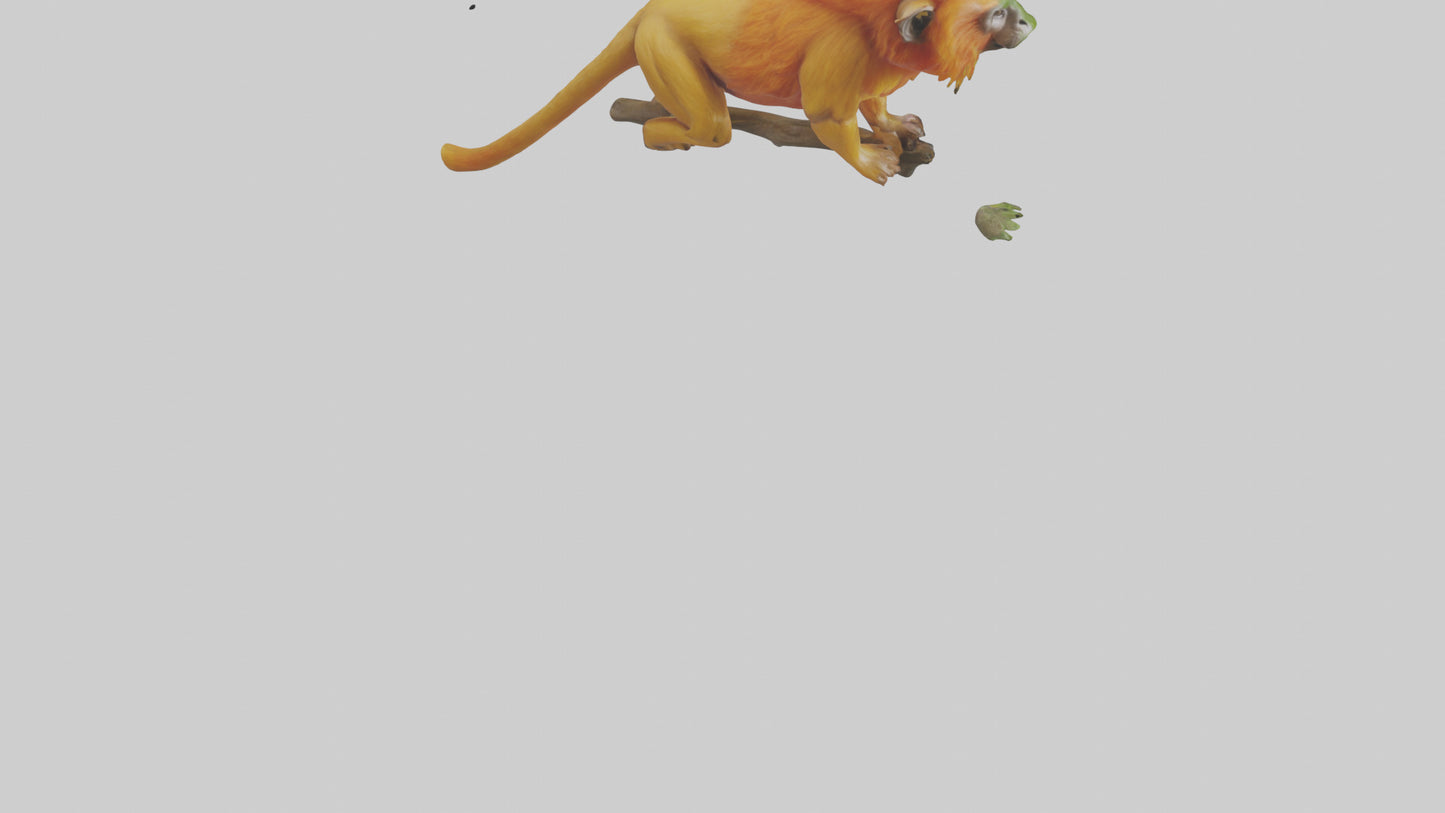 3D model Golden Lion Tamarin holding branch model VR / AR / low-poly