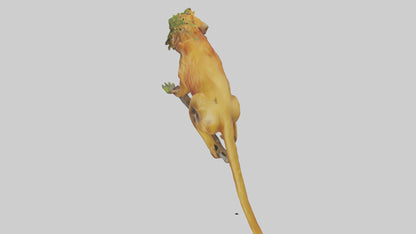 3D model Golden Lion Tamarin holding branch model VR / AR / low-poly