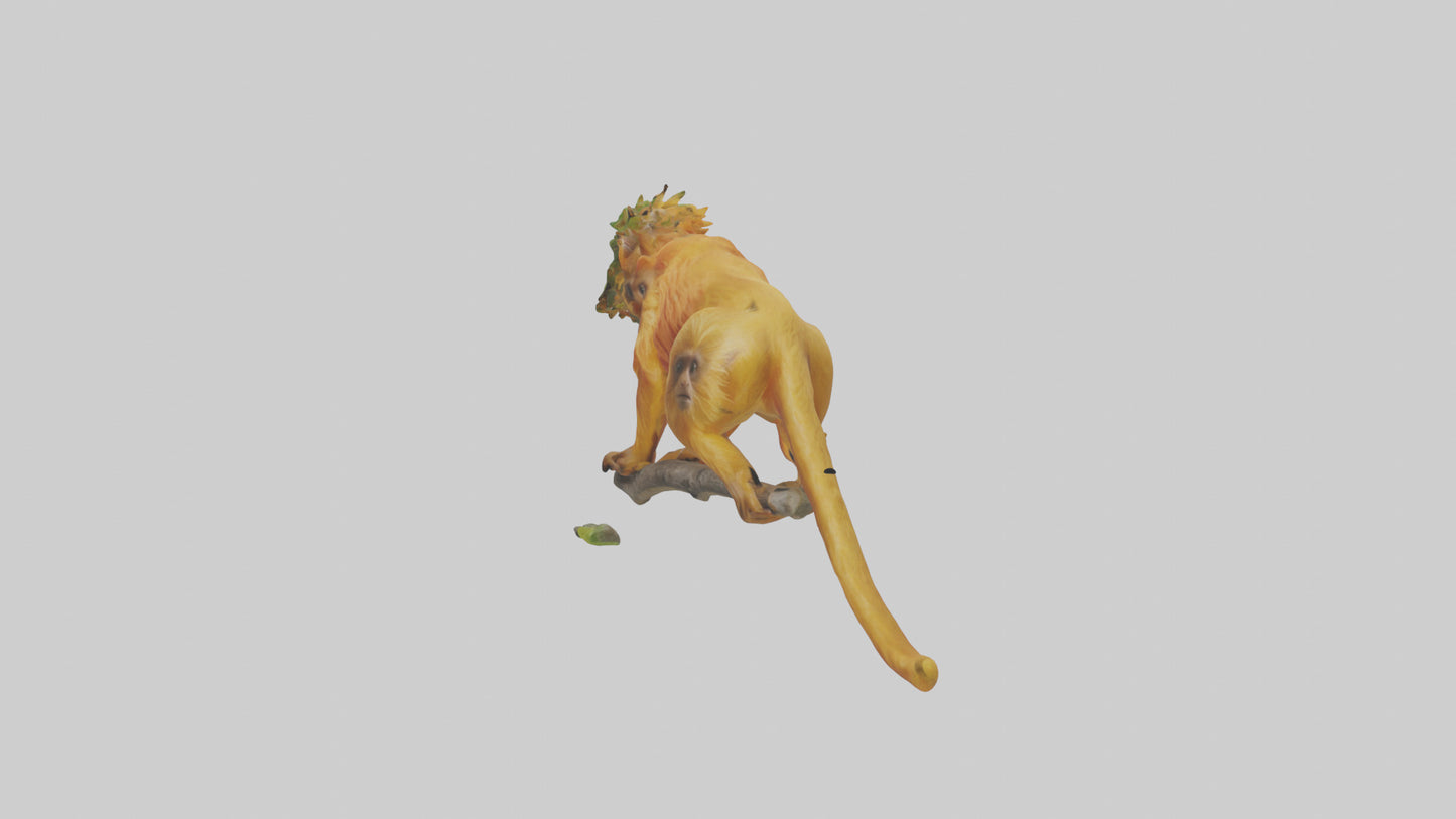 3D model Golden Lion Tamarin holding branch model VR / AR / low-poly