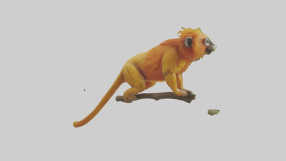3D model Golden Lion Tamarin holding branch model VR / AR / low-poly