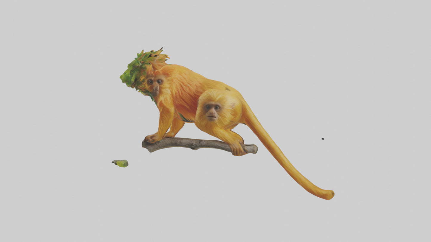 3D model Golden Lion Tamarin holding branch model VR / AR / low-poly