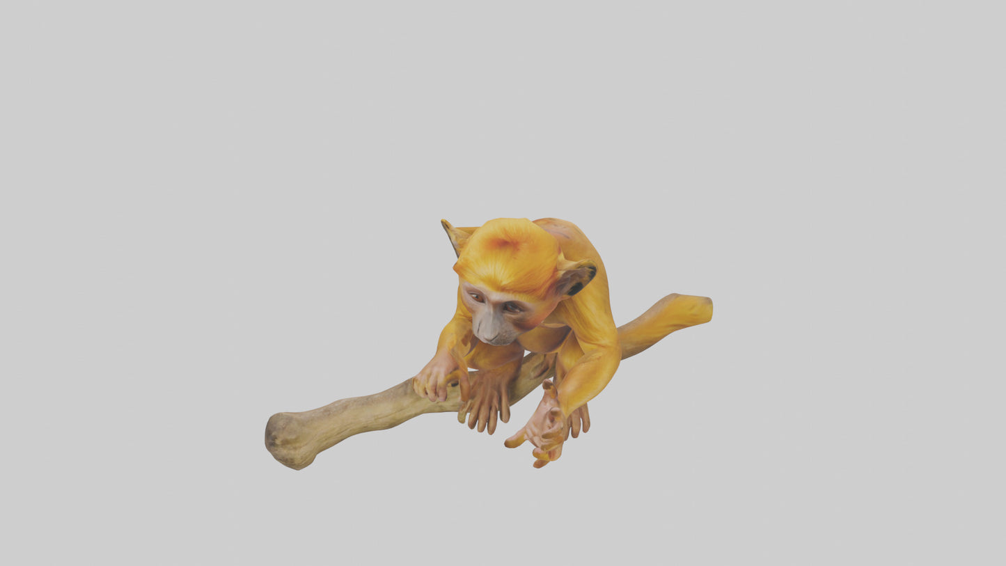 3D model Golden Lion Tamarin playing model VR / AR / low-poly