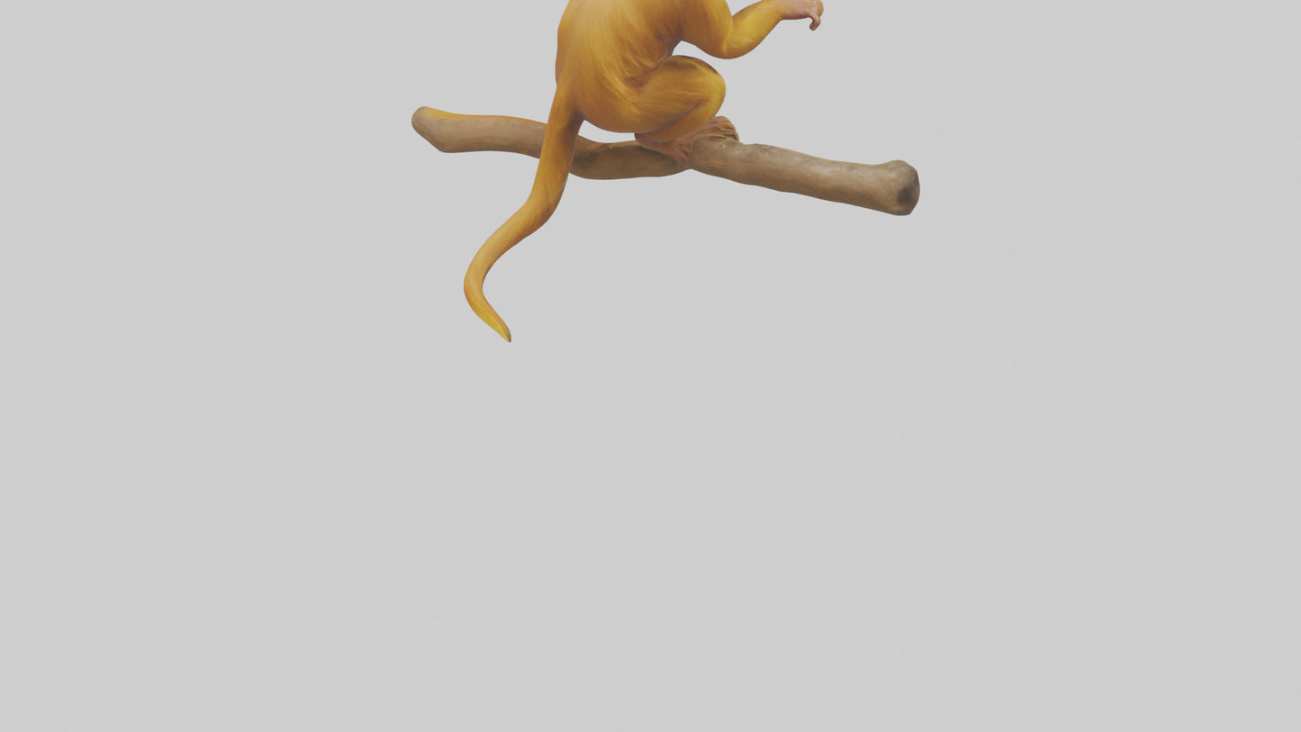 3D model Golden Lion Tamarin playing model VR / AR / low-poly
