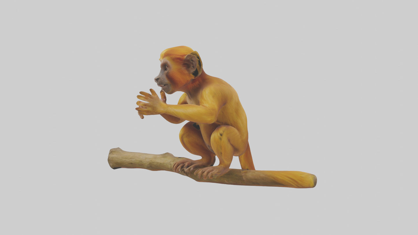 3D model Golden Lion Tamarin playing model VR / AR / low-poly