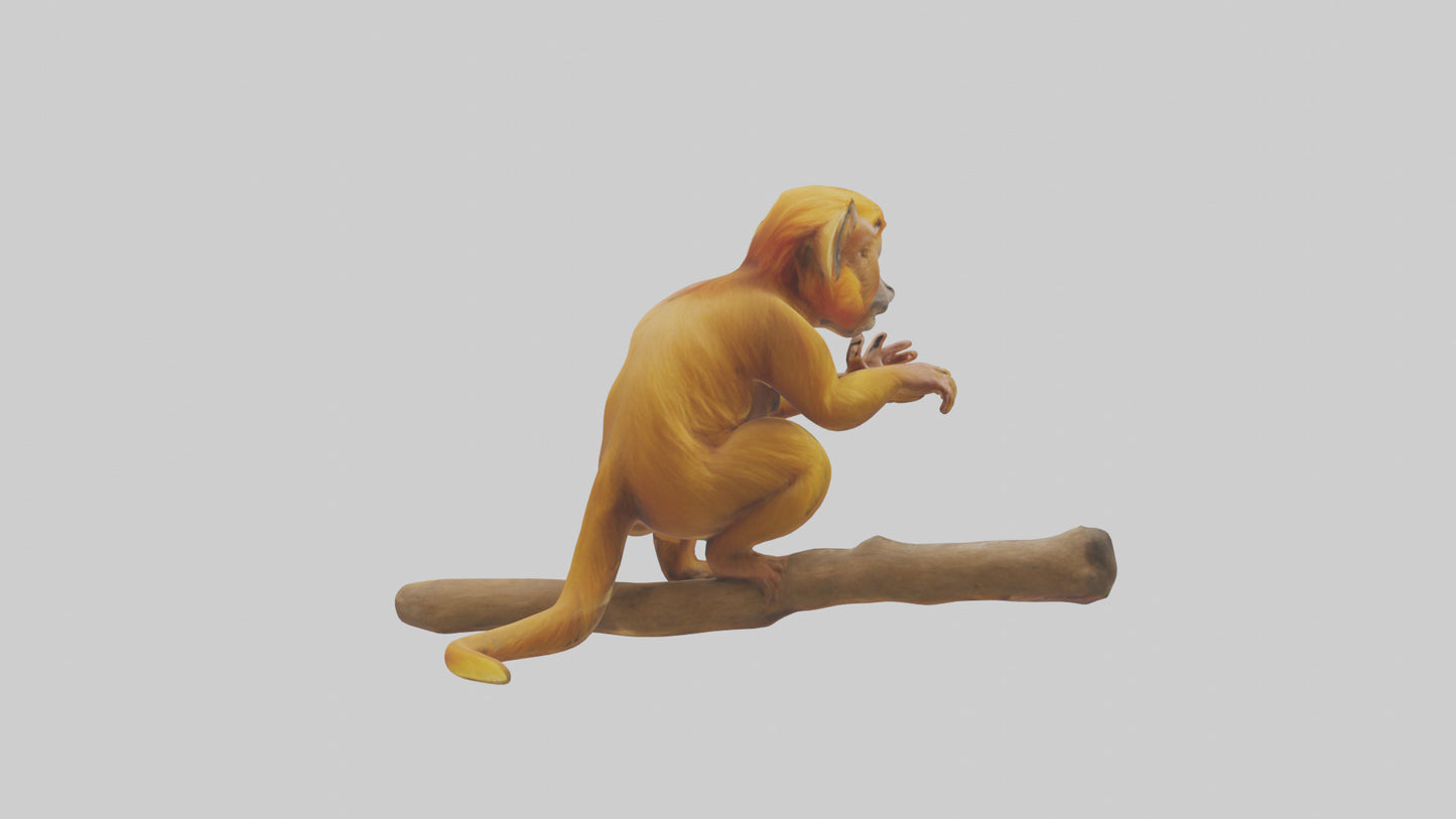 3D model Golden Lion Tamarin playing model VR / AR / low-poly