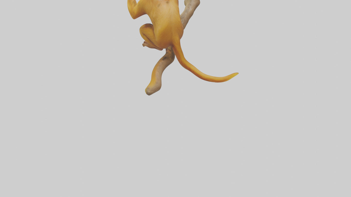 3D model Golden Lion Tamarin playing model VR / AR / low-poly