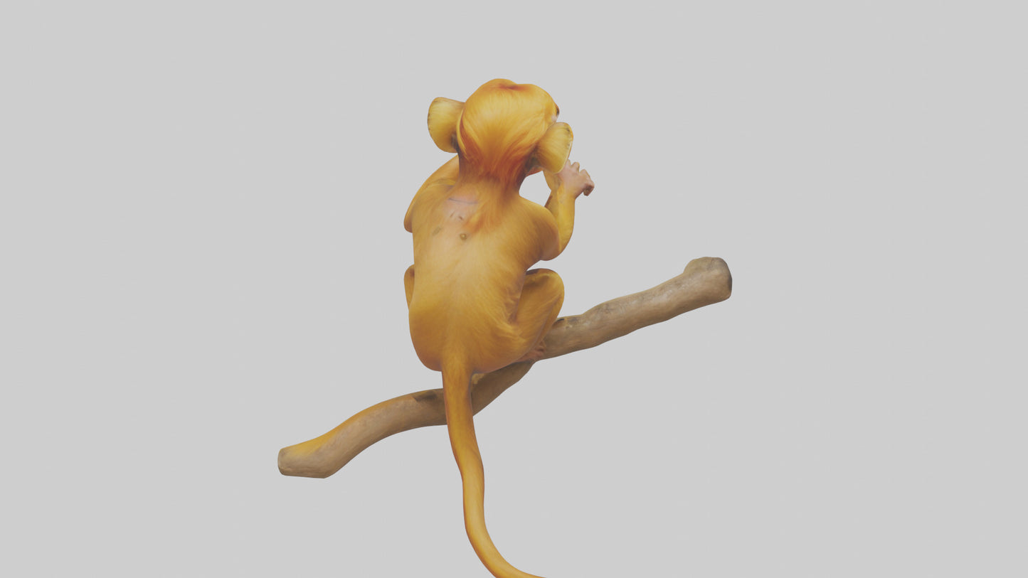 3D model Golden Lion Tamarin playing model VR / AR / low-poly