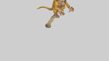 3D model Golden Lion Tamarin playing model VR / AR / low-poly