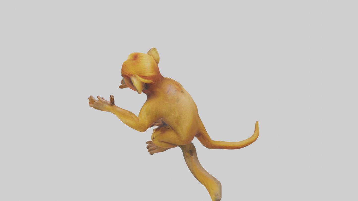 3D model Golden Lion Tamarin playing model VR / AR / low-poly