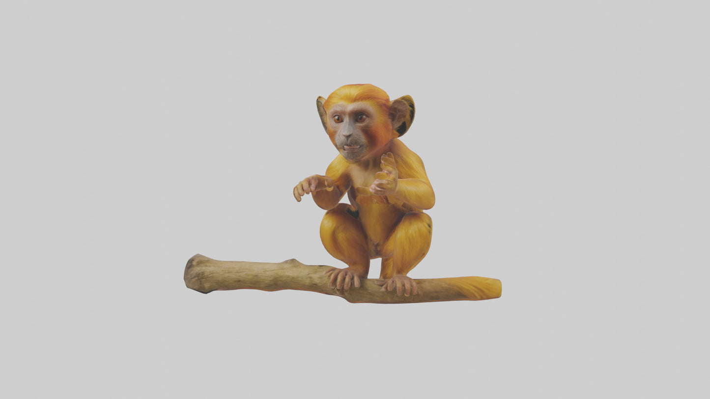 3D model Golden Lion Tamarin playing model VR / AR / low-poly