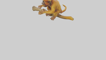 3D model Golden Lion Tamarin playing model VR / AR / low-poly