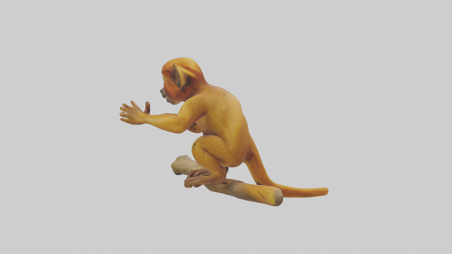 3D model Golden Lion Tamarin playing model VR / AR / low-poly