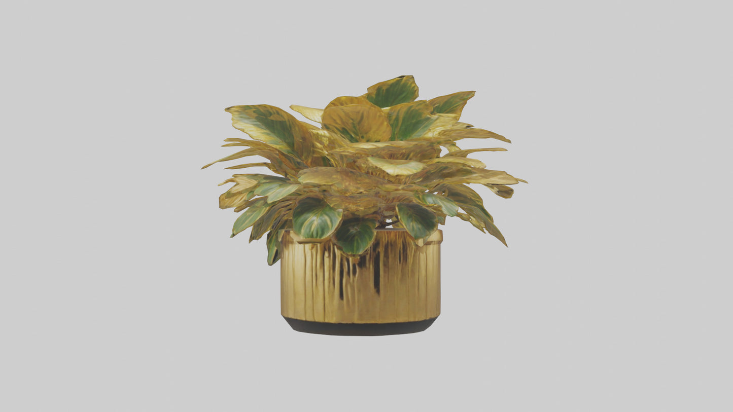 3D model Golden Maranta model VR / AR / low-poly