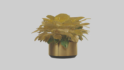 3D model Golden Maranta model VR / AR / low-poly