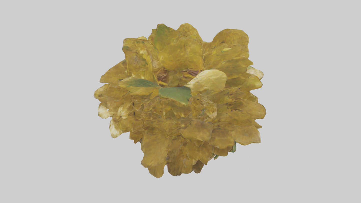 3D model Golden Maranta model VR / AR / low-poly