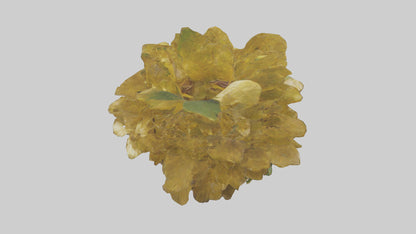 3D model Golden Maranta model VR / AR / low-poly