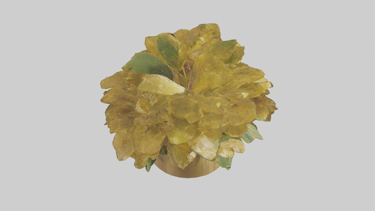 3D model Golden Maranta model VR / AR / low-poly