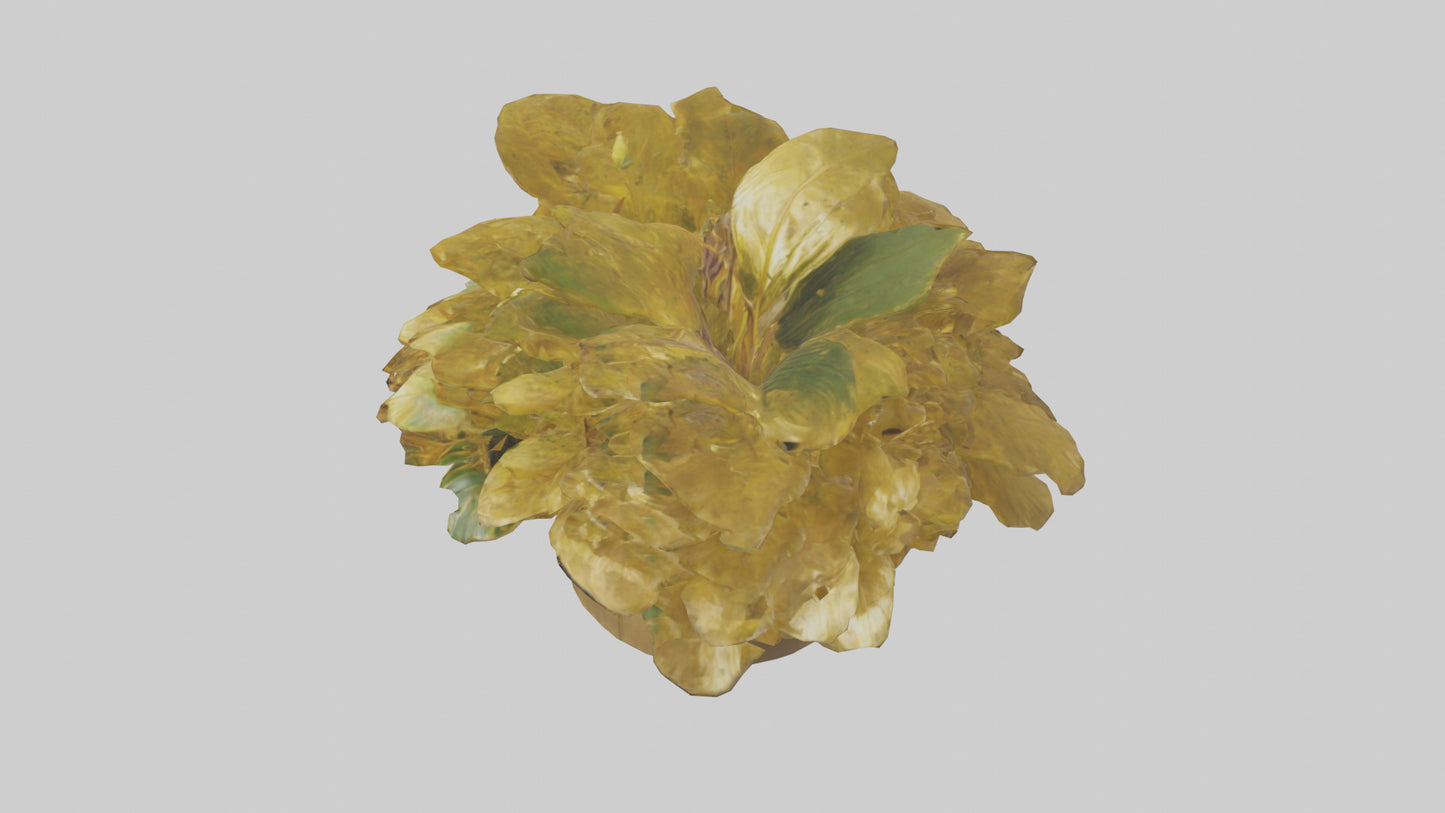 3D model Golden Maranta model VR / AR / low-poly