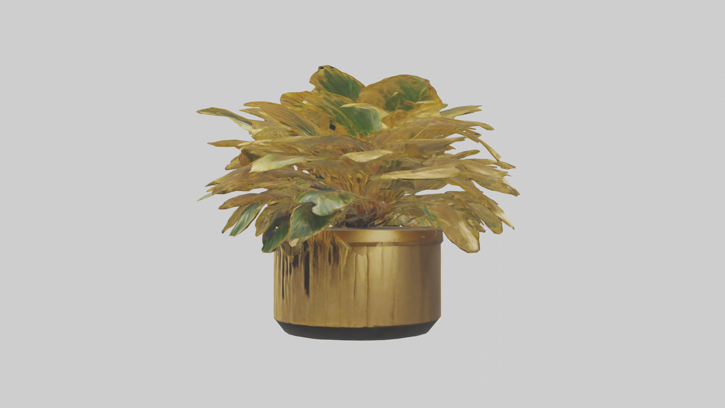 3D model Golden Maranta model VR / AR / low-poly