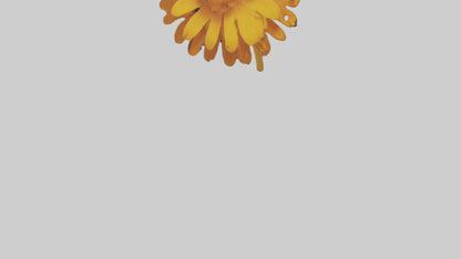 Golden Marigold model VR / AR / low-poly