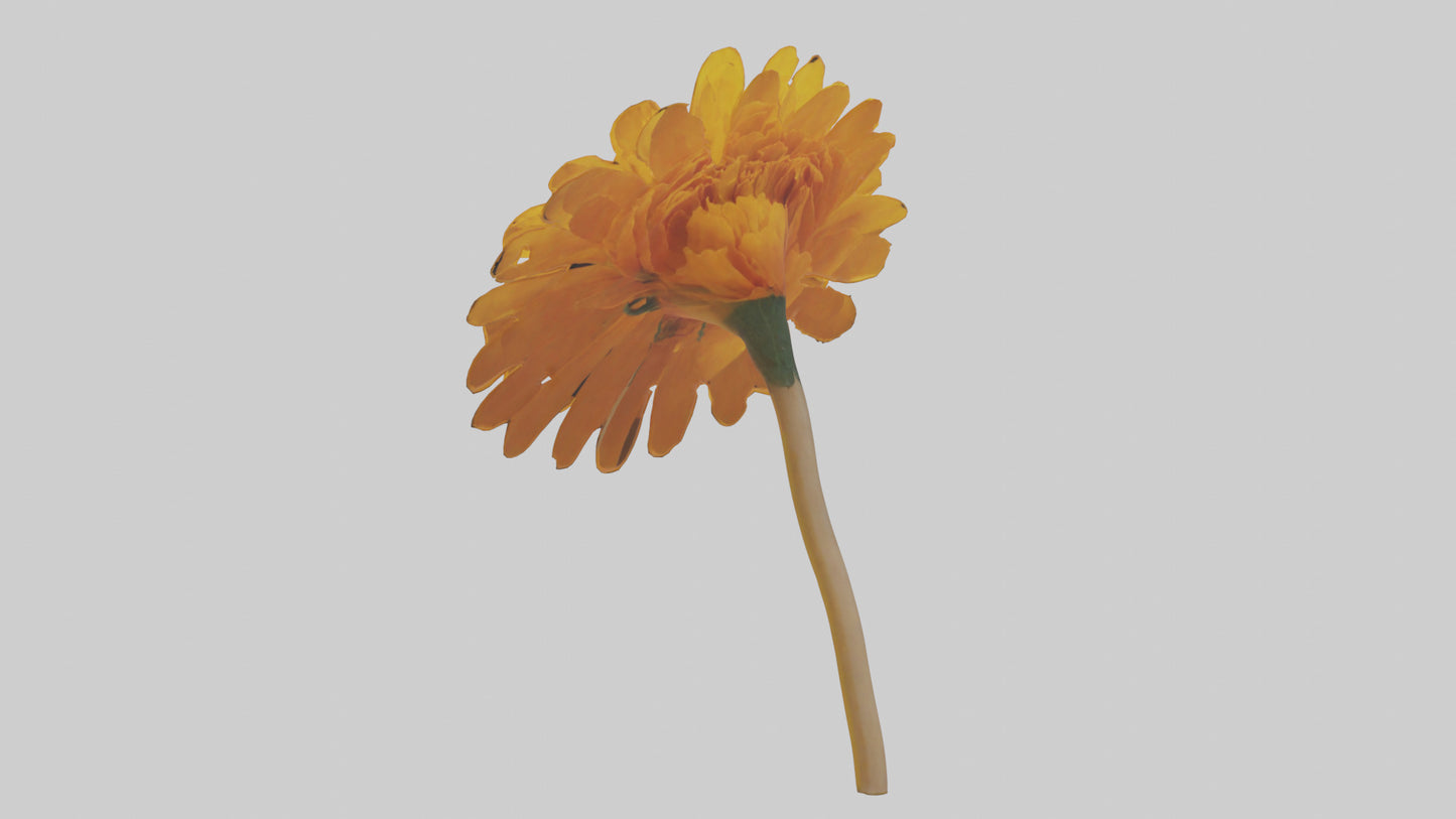 Golden Marigold model VR / AR / low-poly