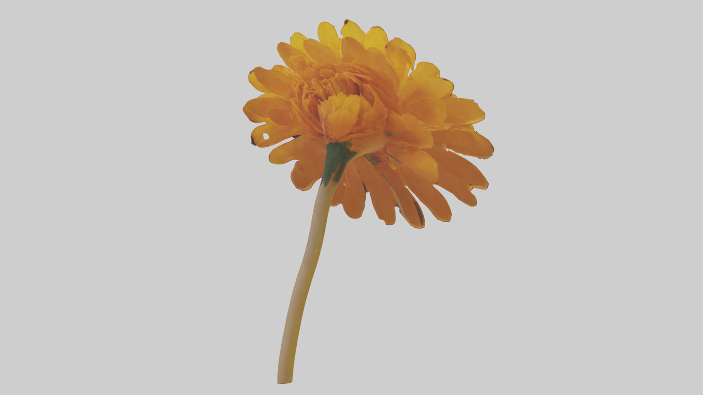 Golden Marigold model VR / AR / low-poly