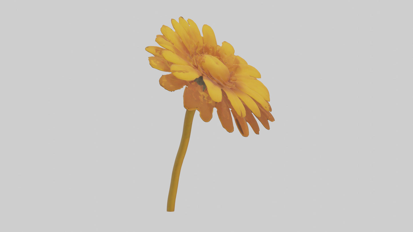Golden Marigold model VR / AR / low-poly