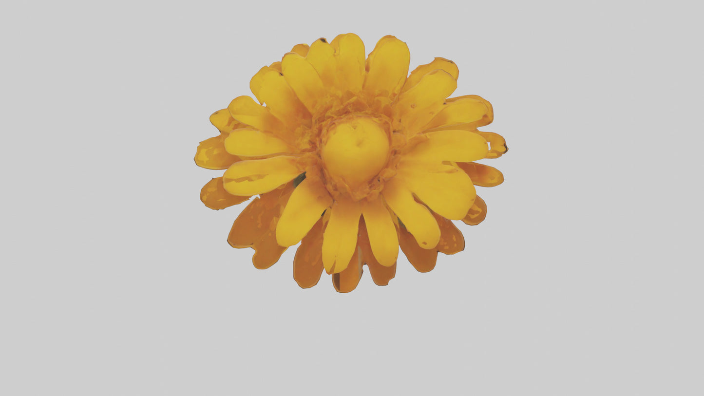 Golden Marigold model VR / AR / low-poly