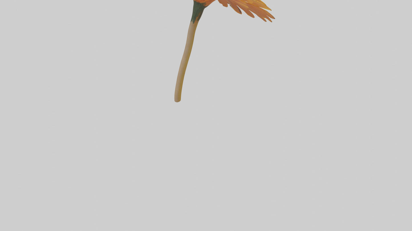 Golden Marigold model VR / AR / low-poly