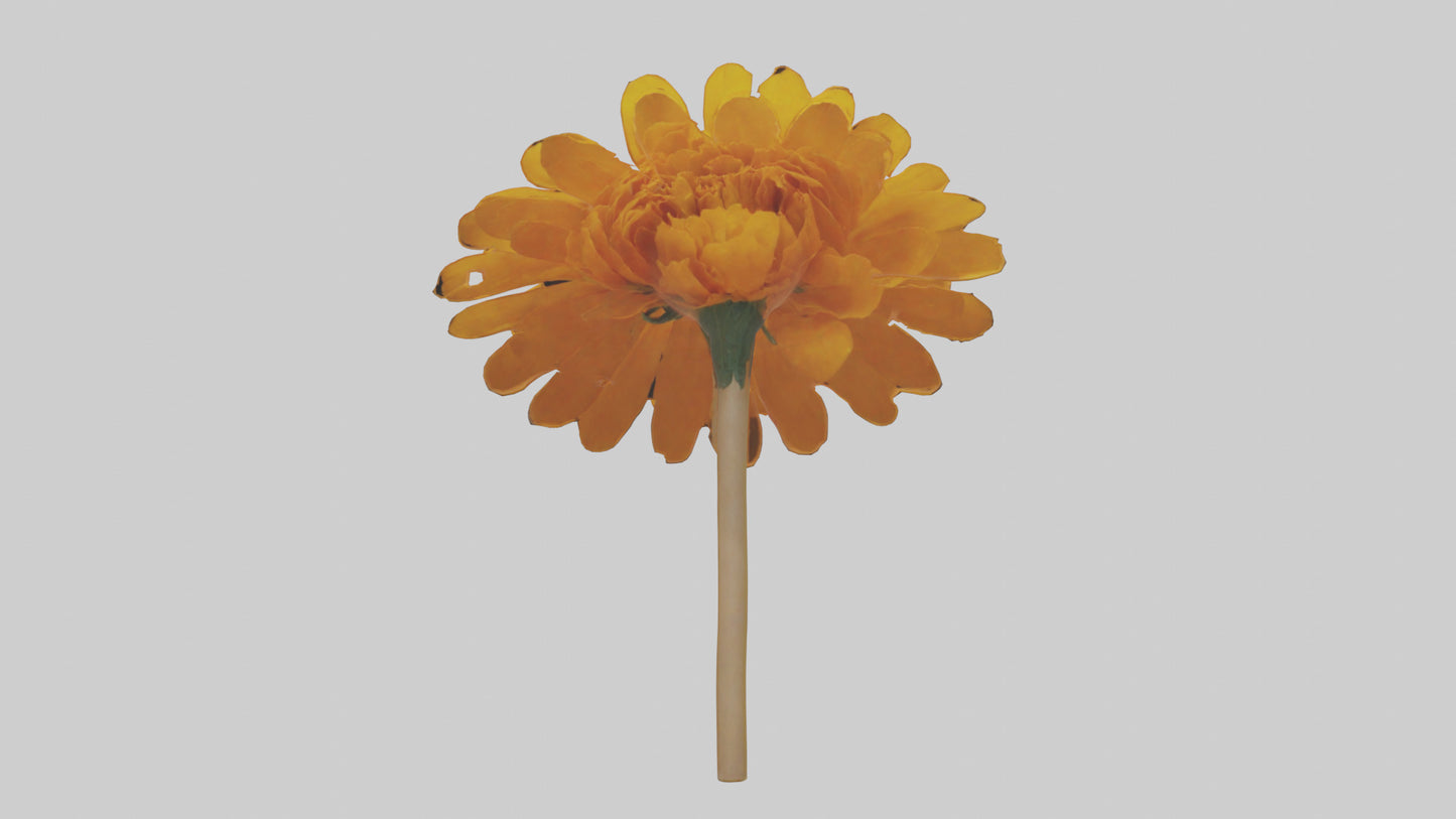 Golden Marigold model VR / AR / low-poly