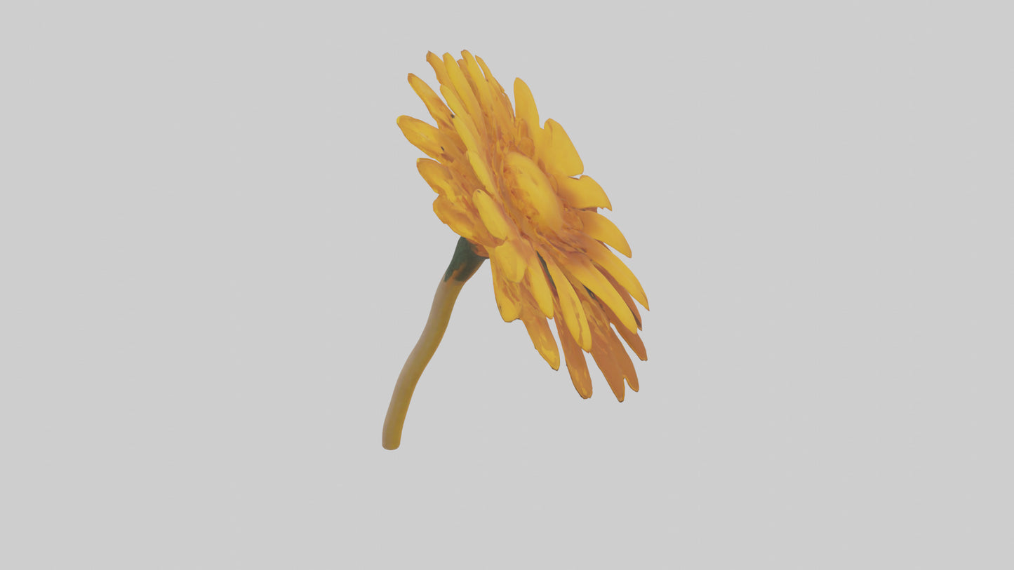 Golden Marigold model VR / AR / low-poly