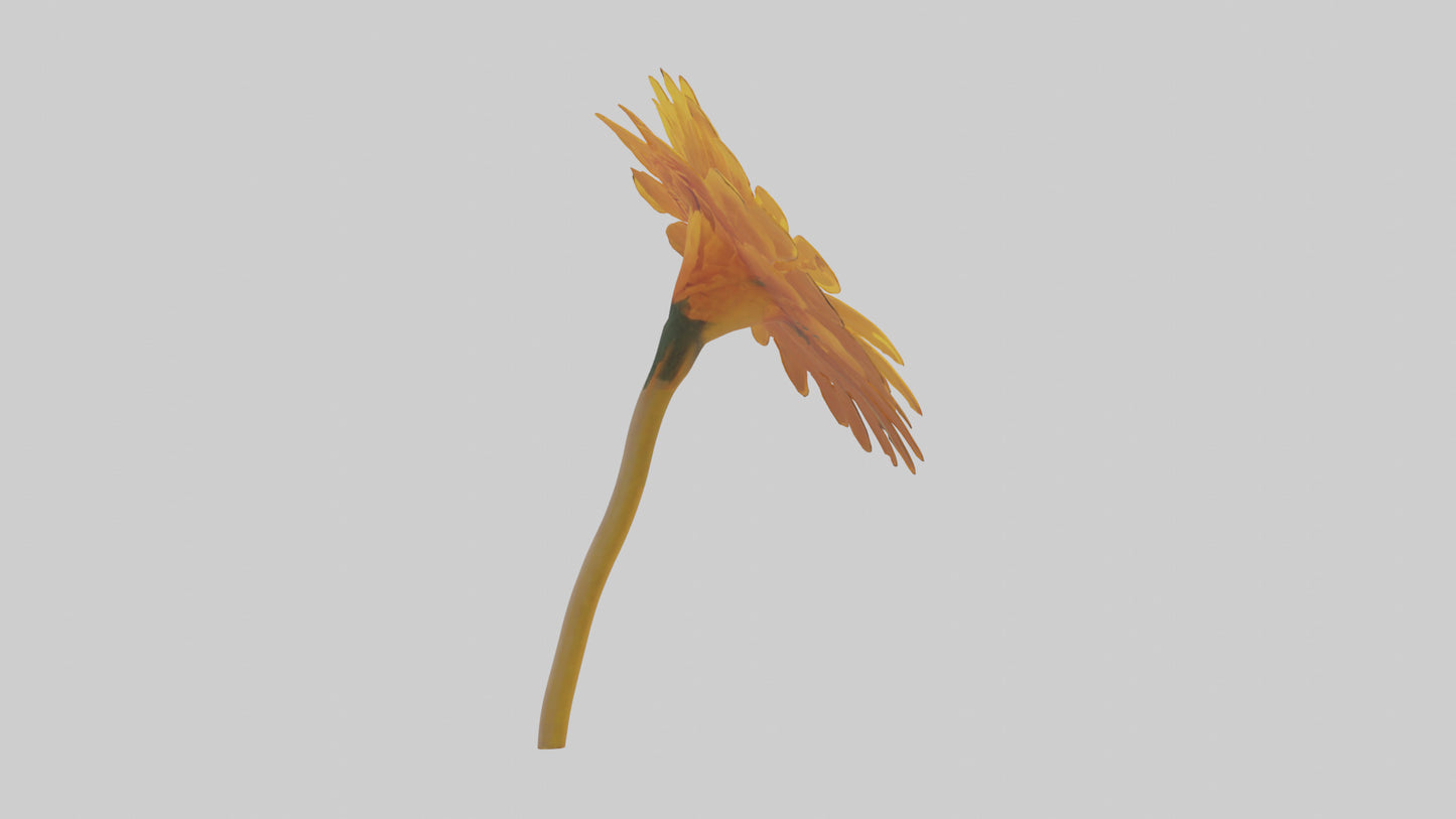 Golden Marigold model VR / AR / low-poly
