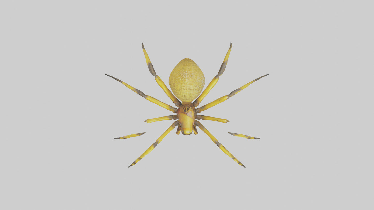 3D model Golden OrbWeaver weaving web model VR / AR / low-poly