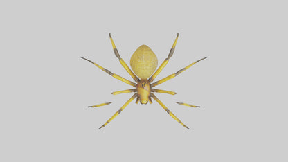 3D model Golden OrbWeaver weaving web model VR / AR / low-poly