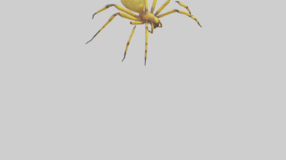 3D model Golden OrbWeaver weaving web model VR / AR / low-poly