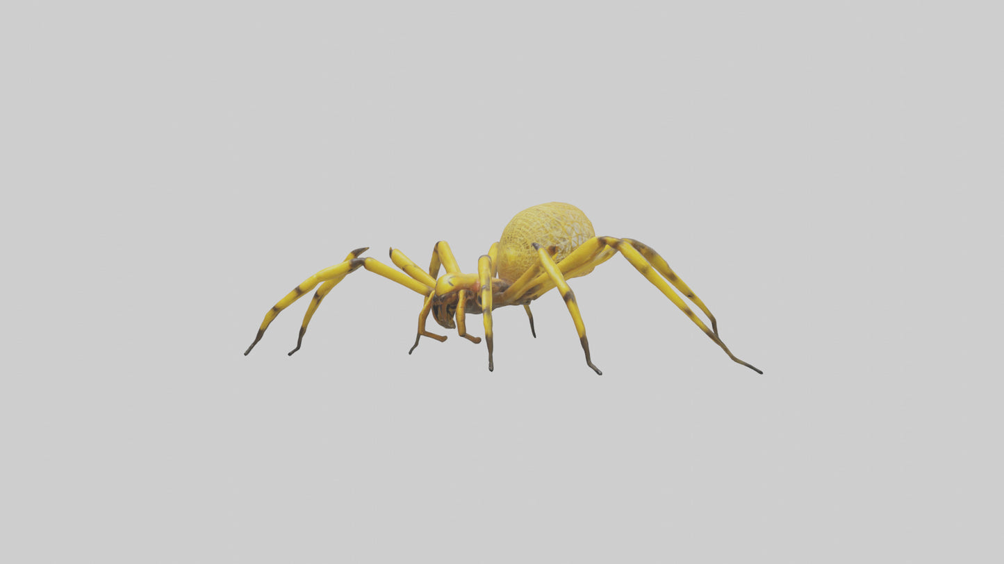 3D model Golden OrbWeaver weaving web model VR / AR / low-poly