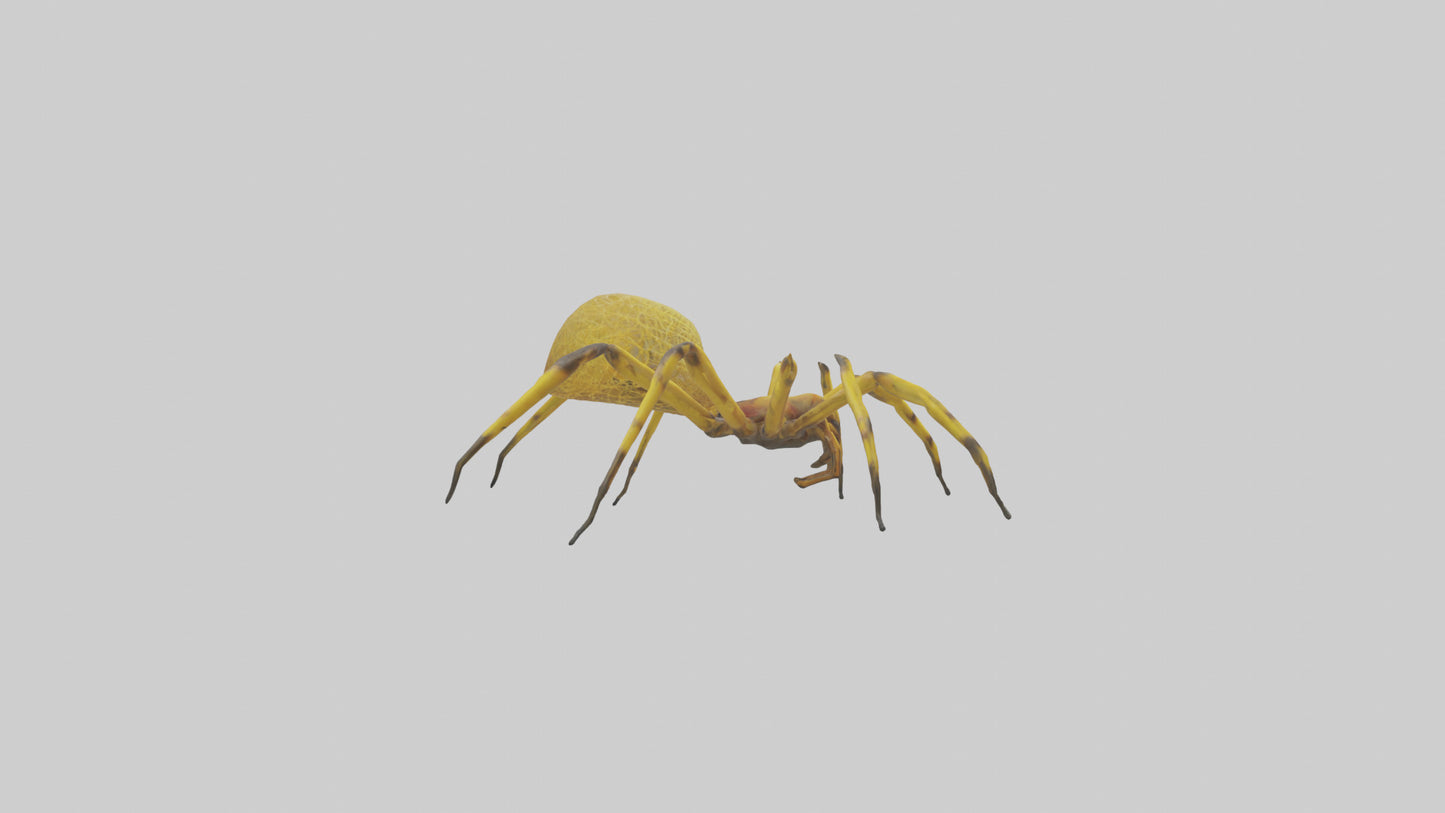 3D model Golden OrbWeaver weaving web model VR / AR / low-poly