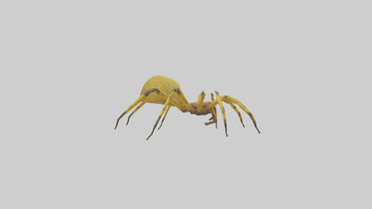 3D model Golden OrbWeaver weaving web model VR / AR / low-poly