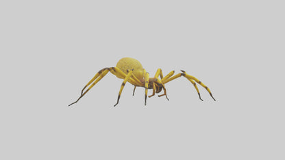 3D model Golden OrbWeaver weaving web model VR / AR / low-poly